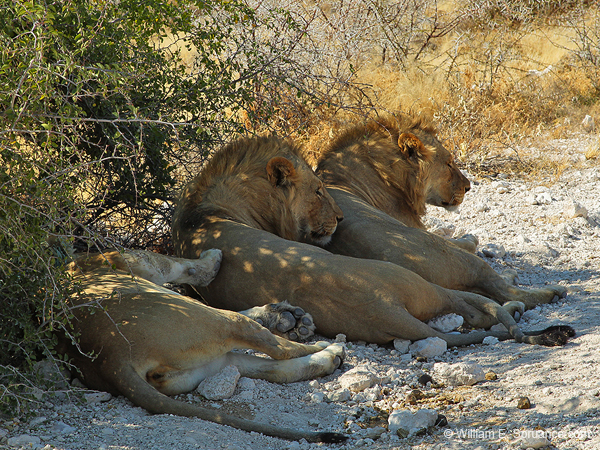 507-2 Male 1 Female Lions  7J8E2510