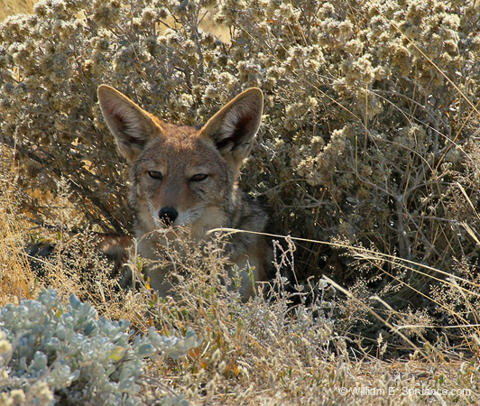 508-Black-backed Jackal  70D2-5572