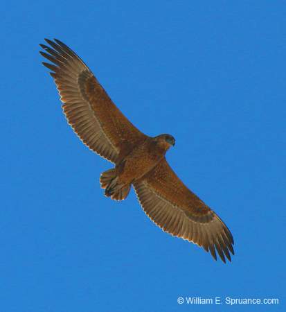 510-Martial Eagle  70D2-5611