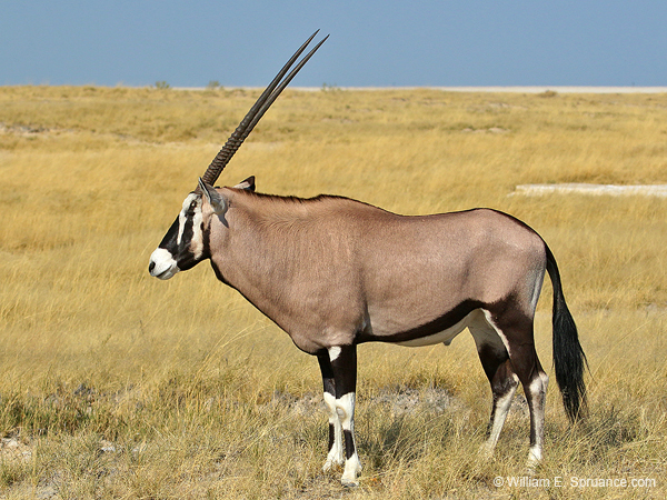 513-Gemsbok  70D2-5629