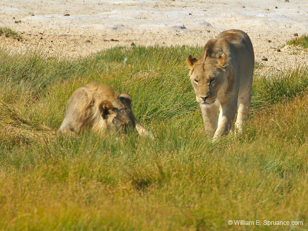 514-2 Lions 70D2-5616