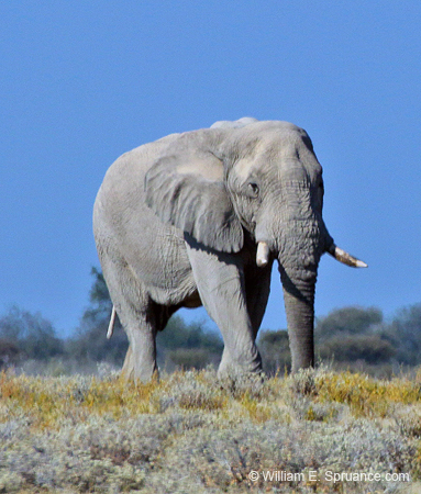 516-Elephant  70D2-5632