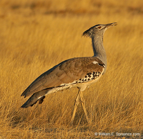 517-Kori Bustard  70D2-5661
