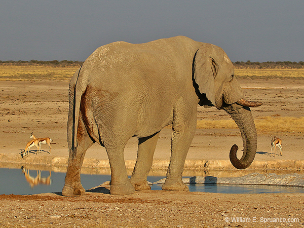 518-Elephant  70D2-5650