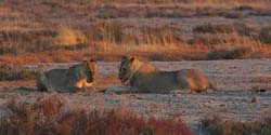 467-Male and Female Lions  70D2-5137