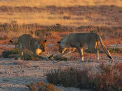 469-Male and Female Lions  70D2-5144