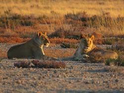 471-Male and Female Lions  70D2-5175