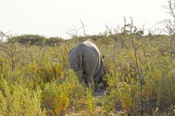 472-South End of a Rhino Going North  7J8E2488