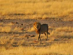473-Male Lion  70D2-5187