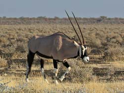 474-Gemsbok  70D2-5260