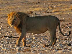 475-Male Lion  70D2-5200