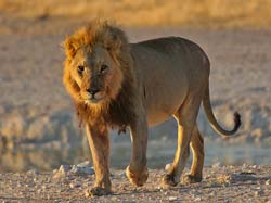 477-Male Lion  70D2-5215