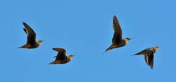 478-Burchells Sandgrouse  70D2-5315