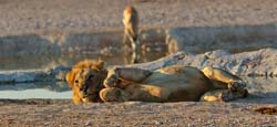 481-Male Lion  70D2-5231