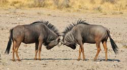 482-Wildebeests  70D2-5336