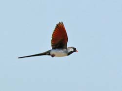 486-Namaqua Dove  70D2-5347
