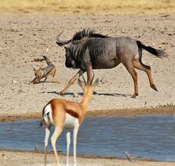 487-Wildebeest chasing a Jackal 70D2-5360