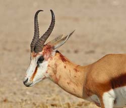 488-Injured Thompsons Gazelle  70D2-5373