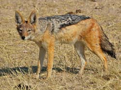 489-Black-backed Jackle  70D2-5382