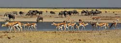 490-Water Hole Panorama  7J8E2490