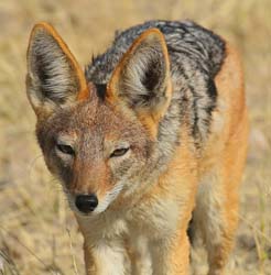 491-Black-backed Jackle 70D2-5392