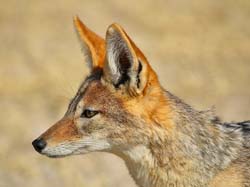 493-Black-backed Jackle 70D2-5401