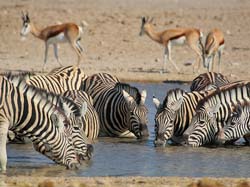 495-Water Hole Panorama 70D2-5409