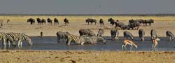 496-Water Hole Panorama 7J8E2499