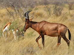 498-Red Hartebeest  70D2-5434