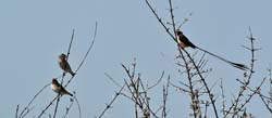 499-Shaft-tailed Whydah and Friends  70D2-5438