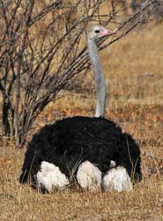 500-Ostrich  70D2-5452