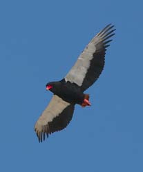 501-Bateleur  70D2-5489