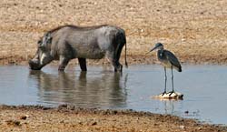 502-Warthog and Black-headed Heron  70D2-5511