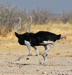 503-Ostriches  70D2-5509