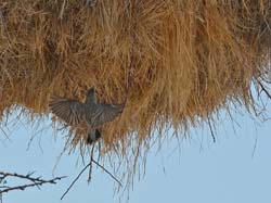 505-Social Weaver  70D2-5541