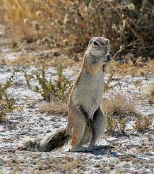 506-Striped Ground Squirrel  70D2-5558