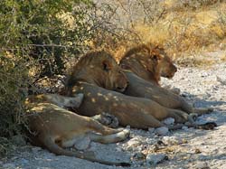 507-2 Male 1 Female Lions  7J8E2510