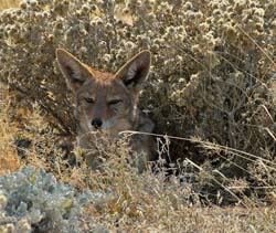 508-Black-backed Jackal  70D2-5572