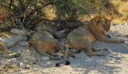 509-2 Male 1 Female Lions  7J8E2514