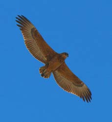 510-Martial Eagle  70D2-5611