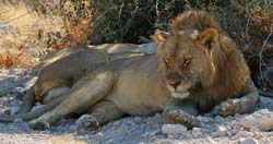 511-2 Male 1 Female Lions  70D2-5582
