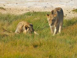 514-2 Lions 70D2-5616