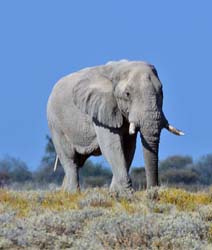 516-Elephant  70D2-5632
