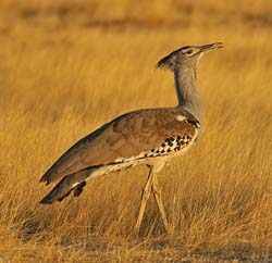 517-Kori Bustard  70D2-5661