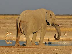 518-Elephant  70D2-5650