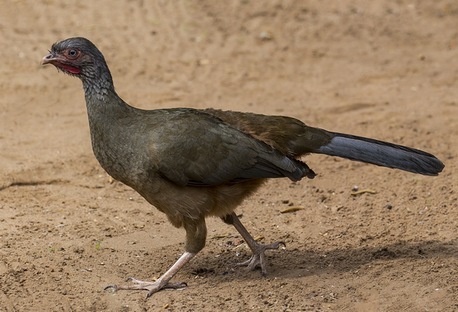 0007 Chaco Chachalaca