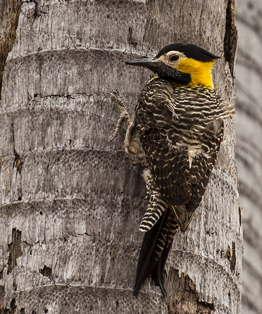 0010 Campo Flicker