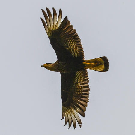 0014 Southern Caracara
