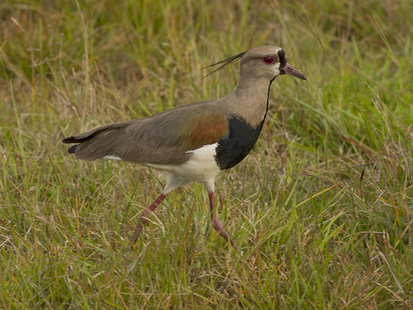 0017 Southern Lapwing