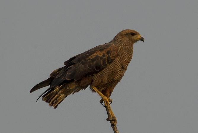 0019 Savanna Hawk